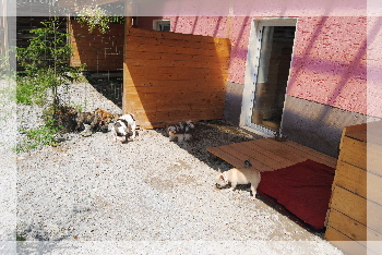 Hundehotel Außenanlage