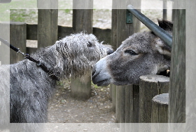 Irish Wolfhound Hundeschule, Esel Zoo Straubing